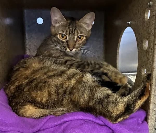 Mama Belle - Domestic Shorthair