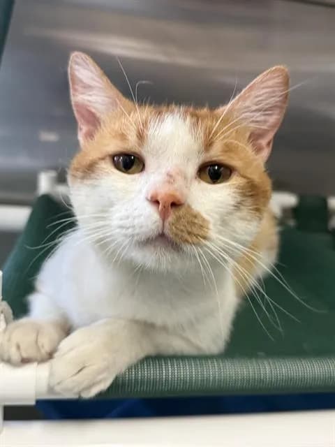 Calvin - Domestic Shorthair