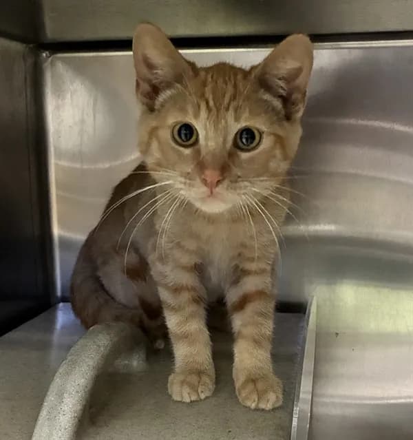 Tangerine - Domestic Shorthair