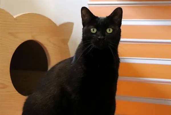 Integrity - Domestic Shorthair