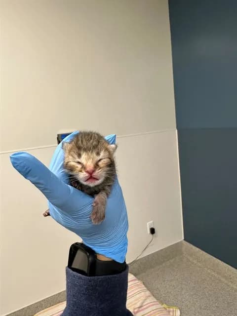 Ares - Domestic Shorthair