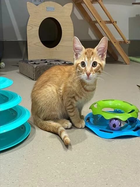 Apollo - Domestic Shorthair