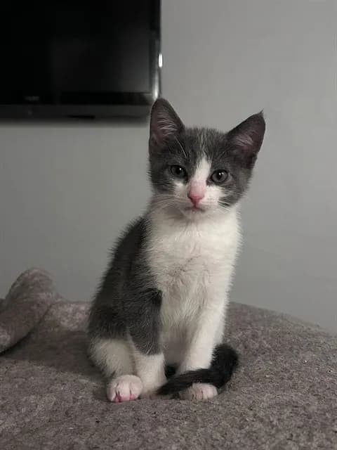 Mochi - Domestic Shorthair