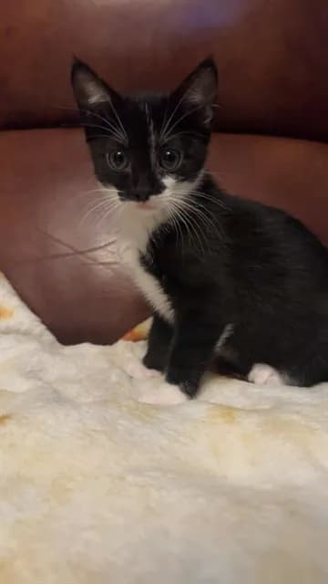 Pepper - Domestic Shorthair