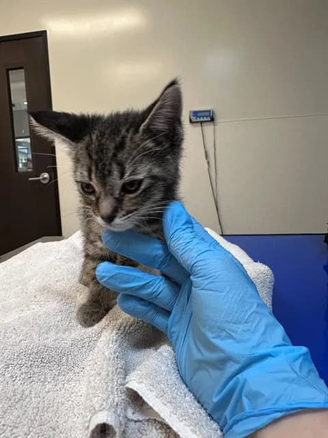 Nicholas - Domestic Shorthair