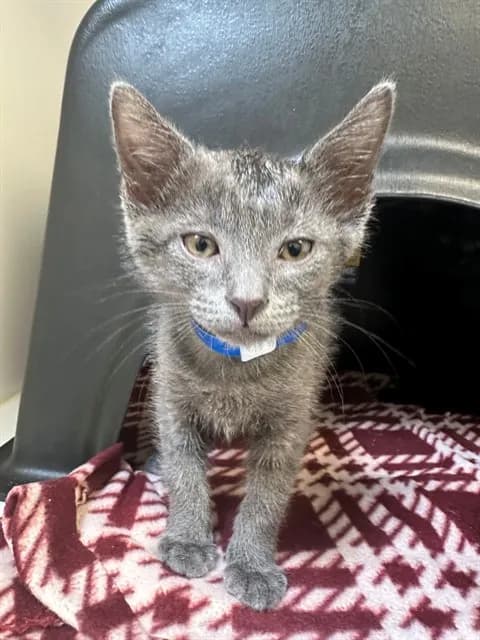 Sterling - Domestic Shorthair