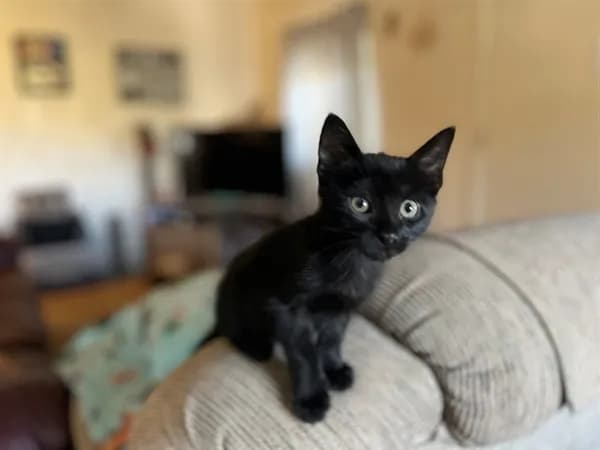 Aero - Domestic Shorthair