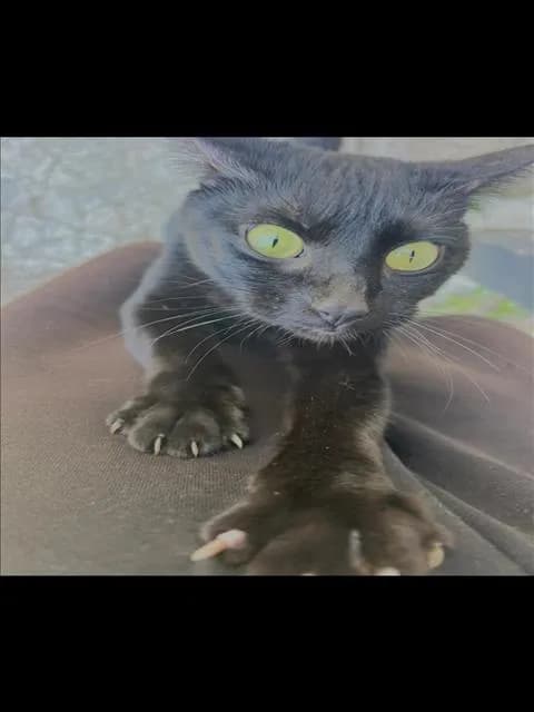 Circuit - Domestic Shorthair