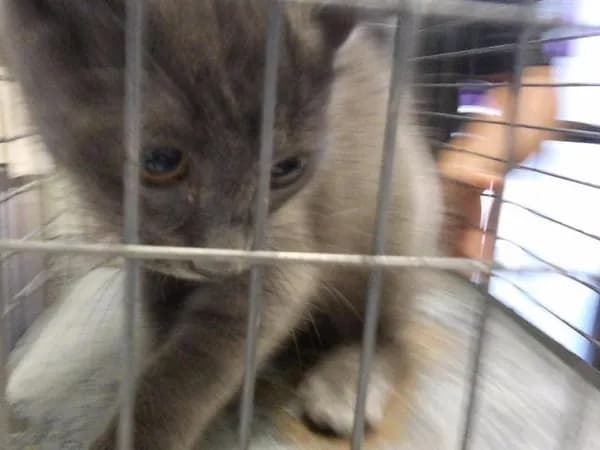 Georgie - Domestic Shorthair