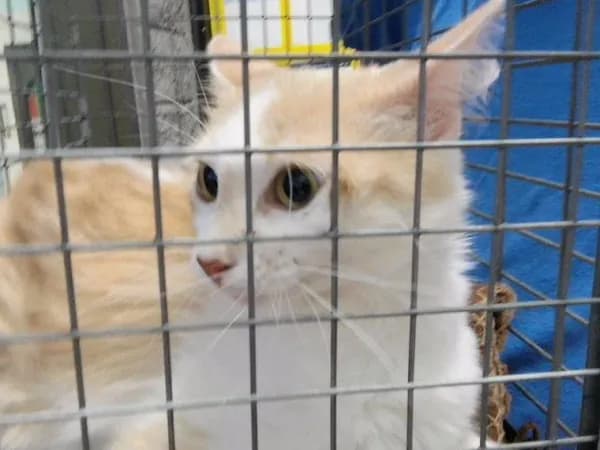Sassy - Domestic Shorthair