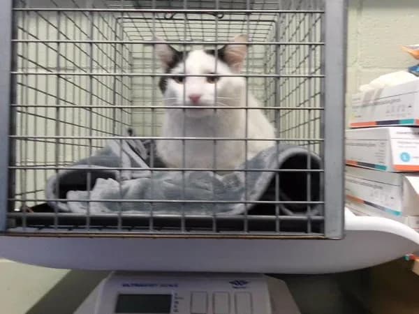 Mochi - Domestic Shorthair
