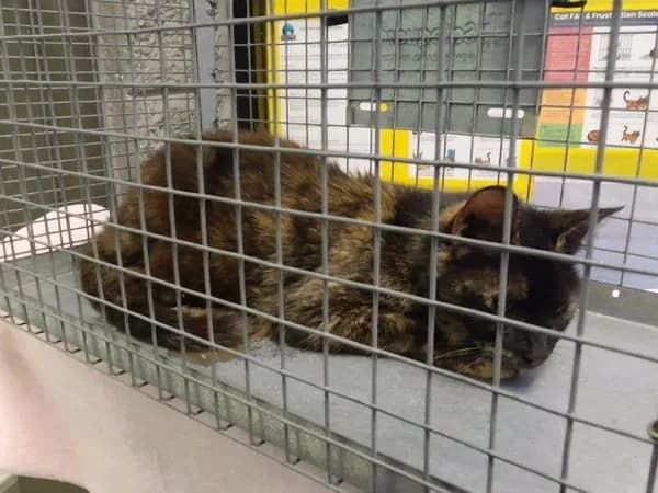 Valley - Domestic Shorthair mix