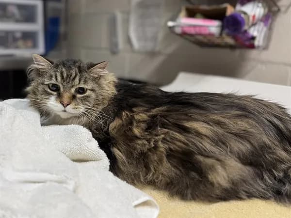 Phoenix - Domestic Longhair