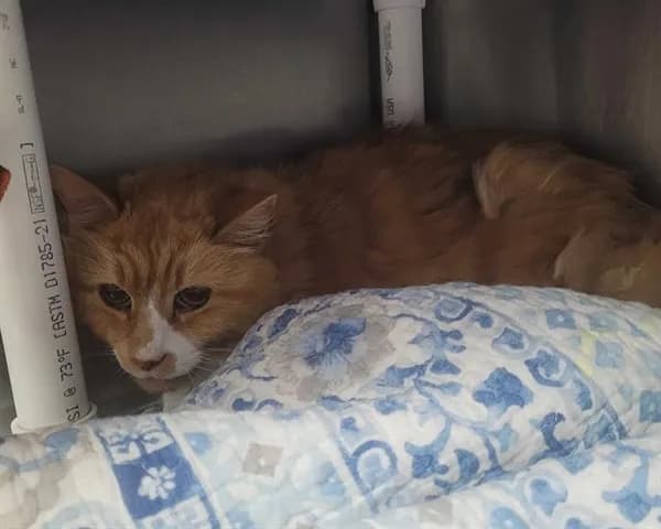 Lindy Hop - Domestic Longhair