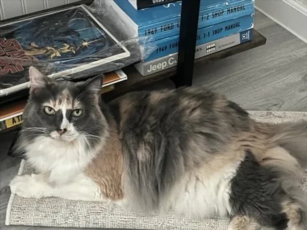 Penelope - Domestic Mediumhair