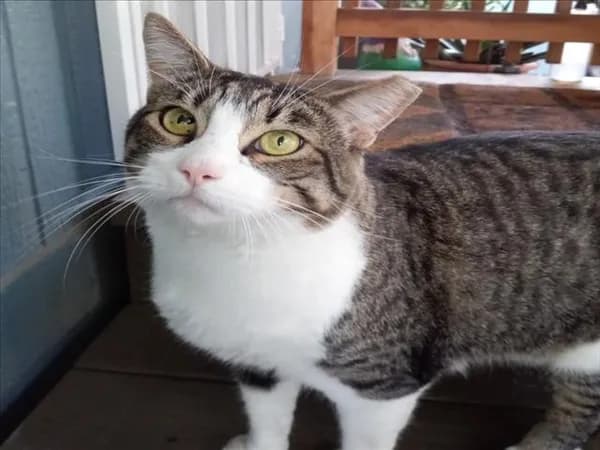 Buddy - Domestic Shorthair