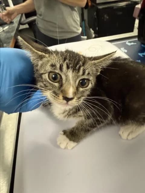 Bubbles - Domestic Shorthair