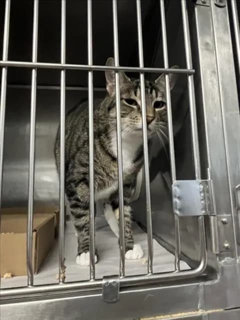 Fennel - Domestic Shorthair