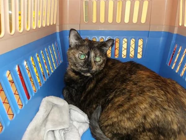 Sofia - Domestic Shorthair