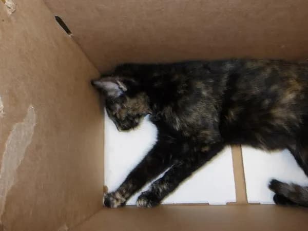 Waffles - Domestic Shorthair
