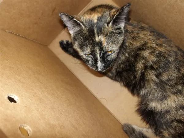 Chicken - Domestic Shorthair