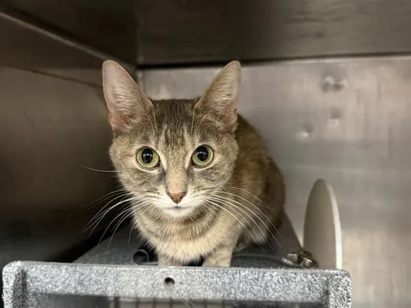 Jasmine - Domestic Shorthair