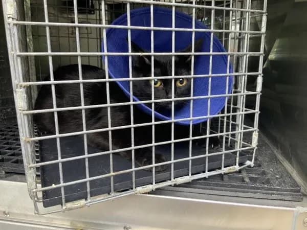 Unnamed - Domestic Shorthair