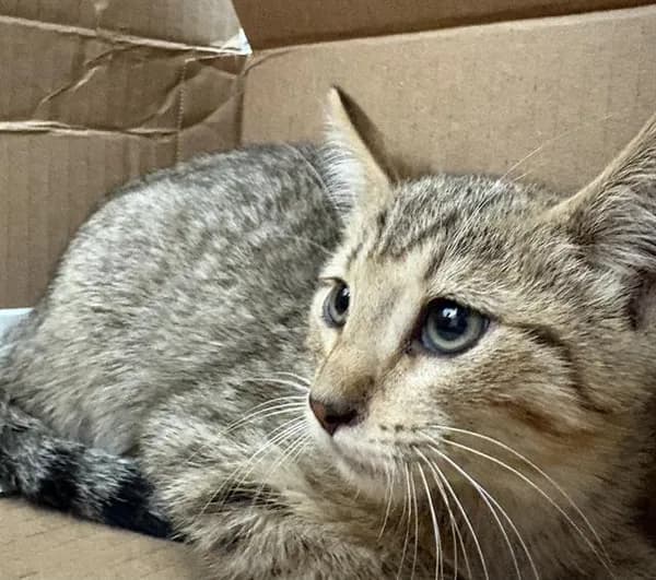 Unnamed - Domestic Shorthair