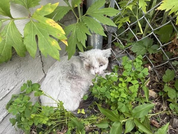 Gidget - Siamese and Domestic Shorthair