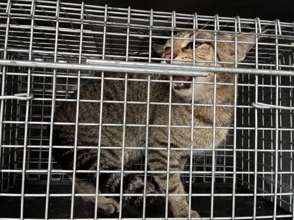 Unnamed - Domestic Mediumhair