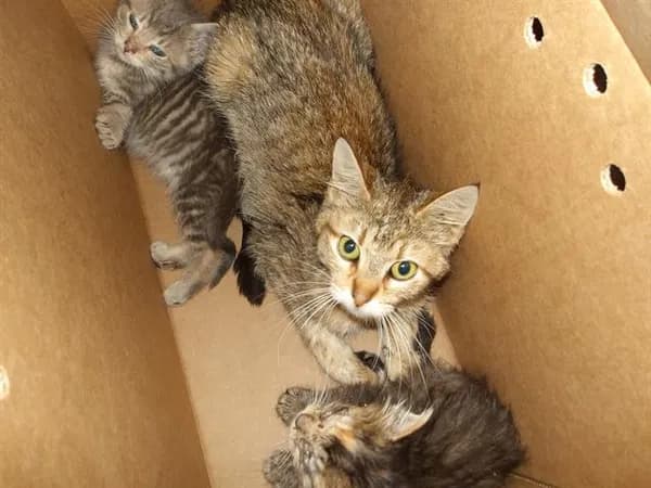 Wish - Domestic Shorthair