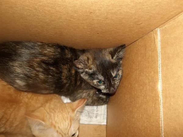 1 - Domestic Shorthair