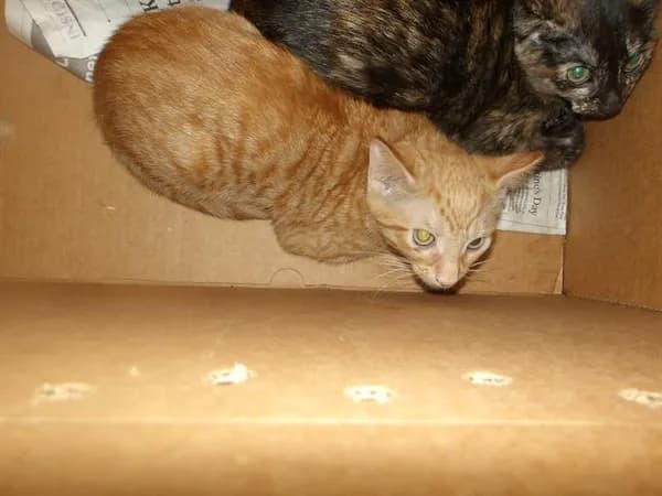2 - Domestic Shorthair