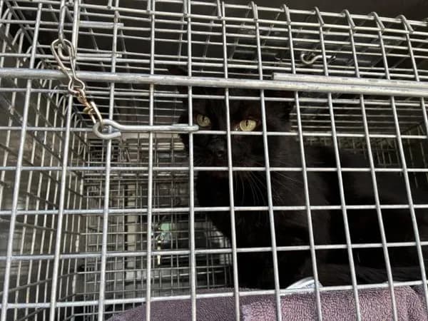 Unnamed - Domestic Longhair