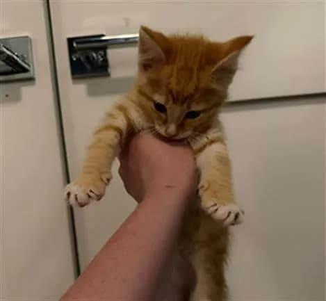 Unnamed - Domestic Shorthair