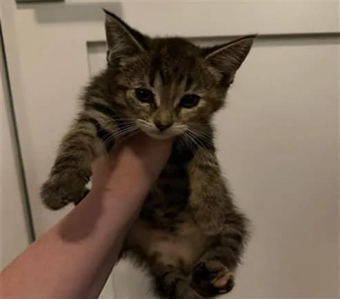 Unnamed - Domestic Shorthair