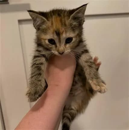 Unnamed - Domestic Shorthair