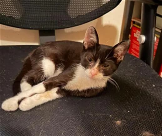 Unnamed - Domestic Shorthair