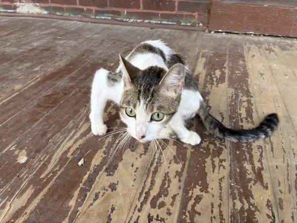 Unnamed - Domestic Shorthair