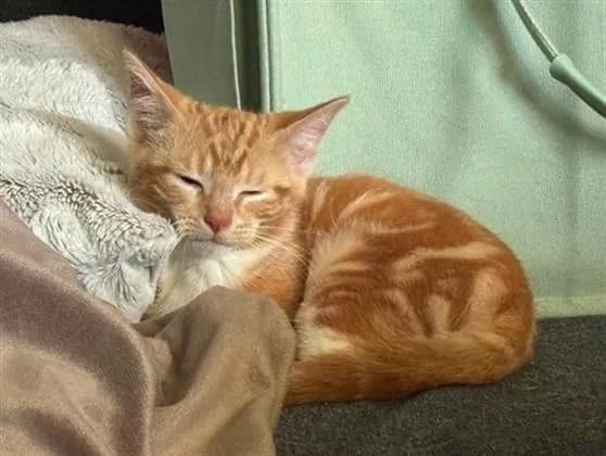 Unnamed - Domestic Shorthair