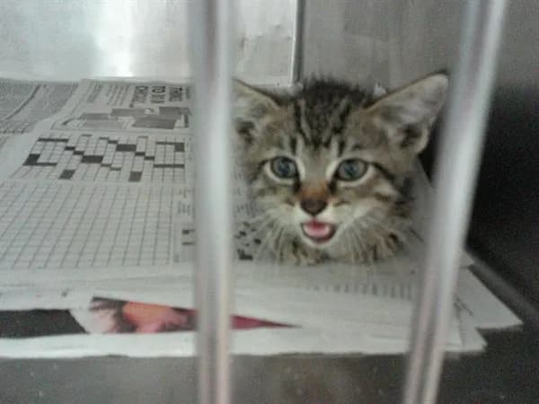 U - Domestic Shorthair