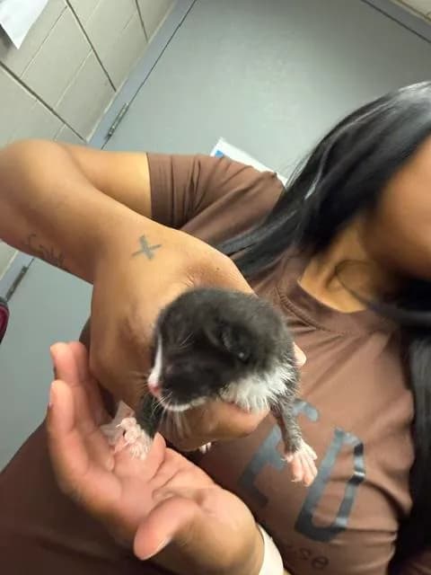 Unnamed - Domestic Shorthair