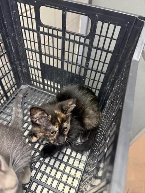 Unnamed - Domestic Shorthair