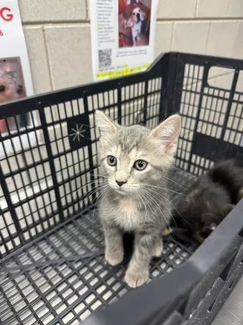 Unnamed - Domestic Shorthair