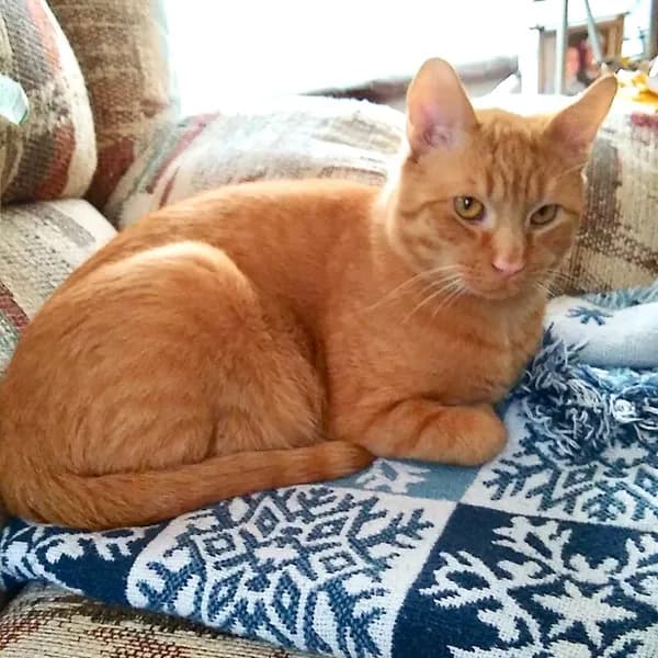 Freddy - Domestic Short Hair (short coat)