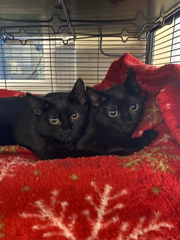 Twilight - Domestic Short Hair / Mixed (short coat)