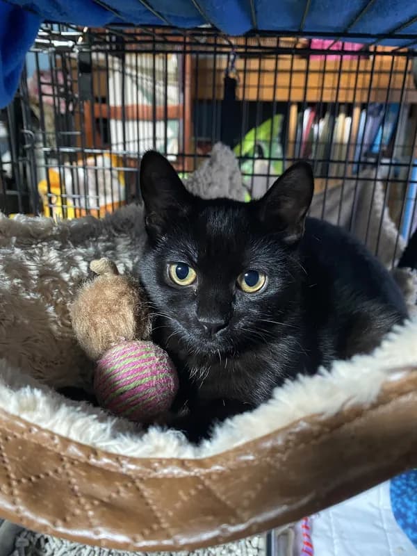 Eve - Domestic Short Hair / Mixed (short coat)