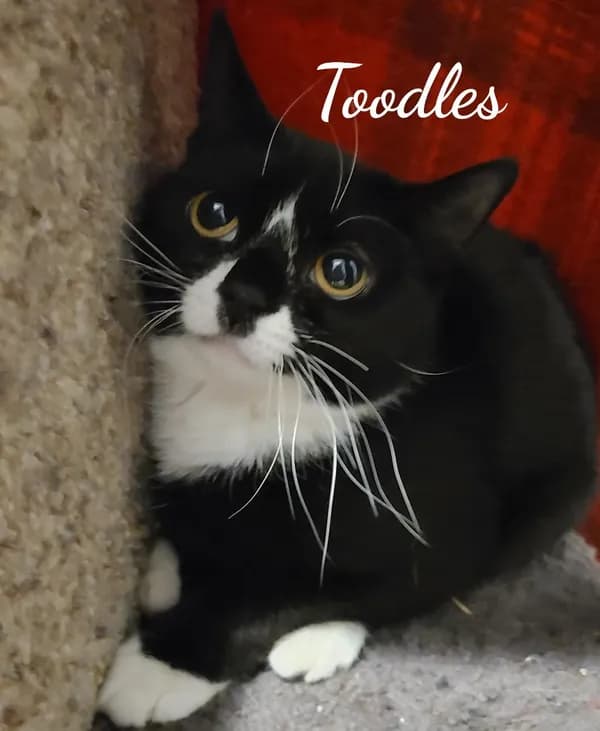 Toodles & Tinker Bell - Domestic Short Hair (short coat)