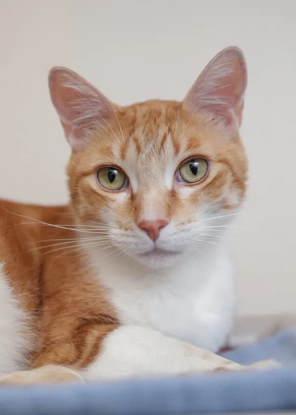 Wrex - Domestic Short Hair