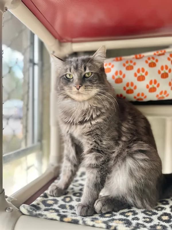 Dodge - Domestic Medium Hair